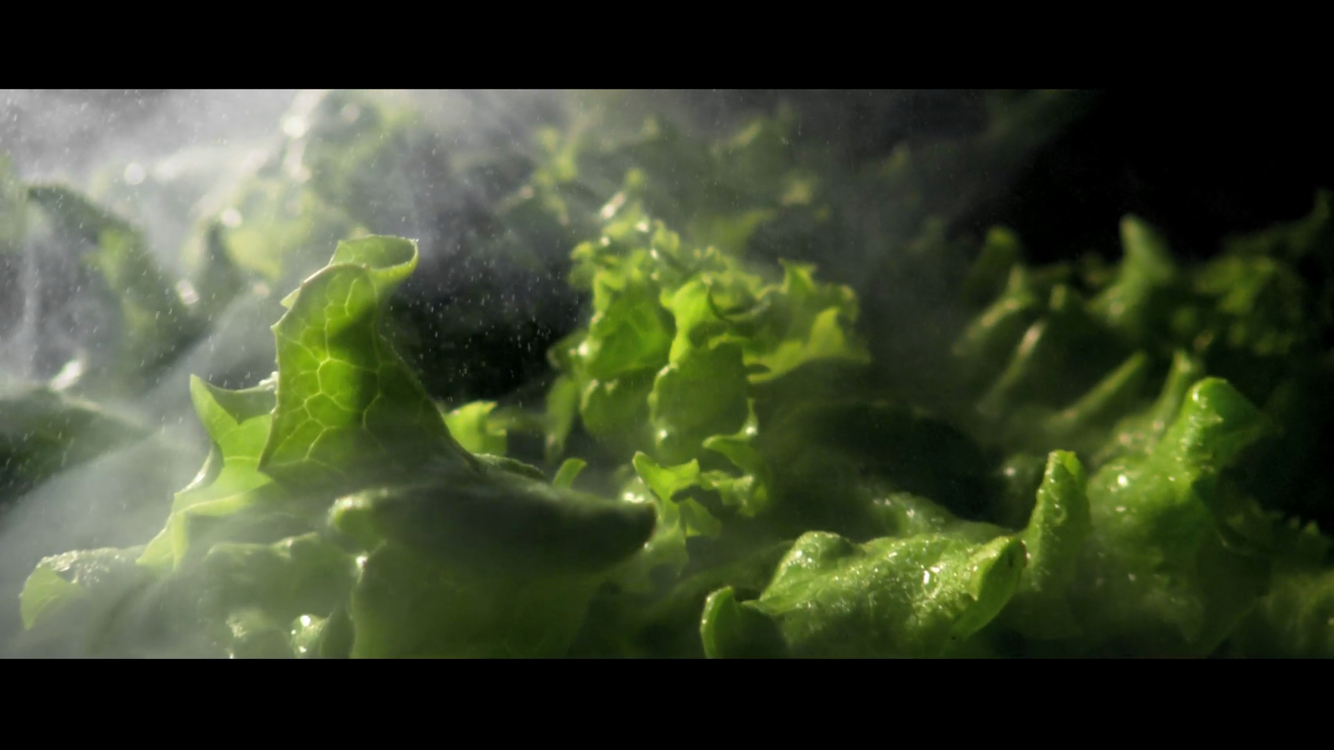 MCITALY-chianina — film still
